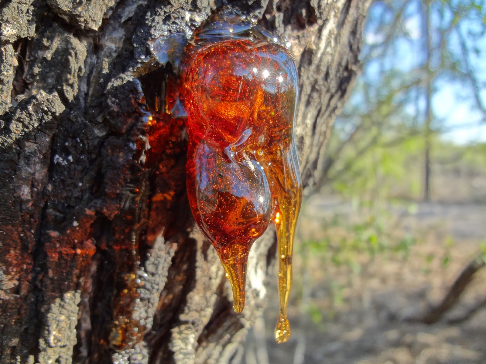 Lesson 18 - How To Remove Tree Sap With Butter Wet Wax – Chemical